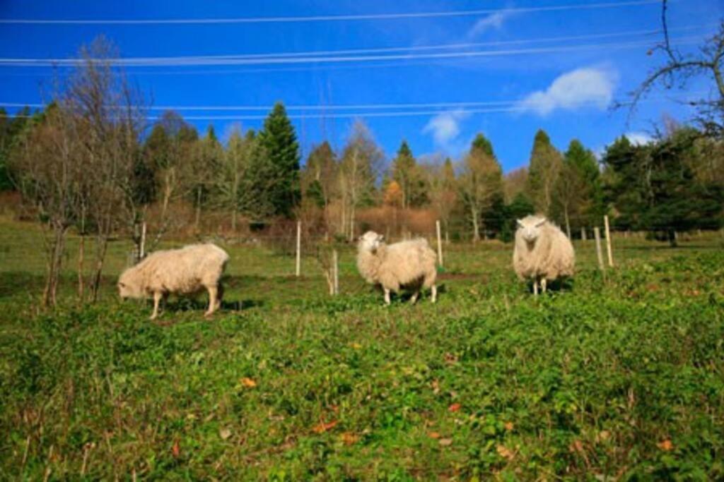 Appartement Dans Vielle Ferme Au Coeur Des Vosges 普兰凡 外观 照片